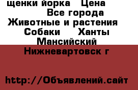 щенки йорка › Цена ­ 15 000 - Все города Животные и растения » Собаки   . Ханты-Мансийский,Нижневартовск г.